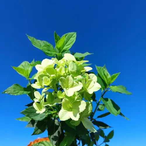 hortensja bukietowa