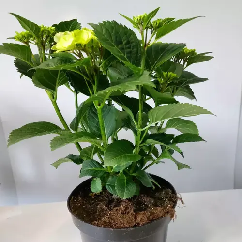 hortensje